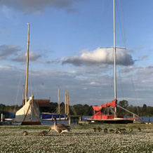 Foxglove Bell Tent in The Broads National Park, 萨尔豪斯 — 照片 4