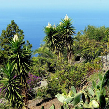 Ferienvilla Finca Tijarafe, Тихарафе — фото 5