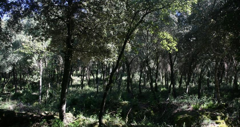 El Vilar I El Portet, 莱斯普拉内斯多斯托莱斯 — 照片 1