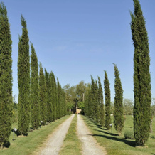 Agriturismo La Lodola, Ашано — фото 4