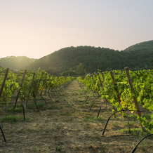 Rondaia Boutique Vineyard Stay – Mallorca, Tramuntana, 埃斯波尔莱斯 — 照片 5
