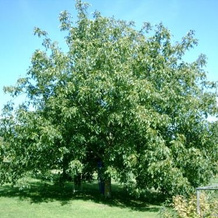 Gästehaus Eichwald, 诺伊恩堡 — 照片 3