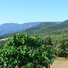 El Vilar I El Portet, 莱斯普拉内斯多斯托莱斯 — 照片 5
