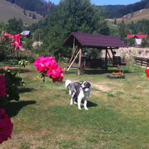 Bucovina Hills Guesthouse, 默讷斯蒂雷亚胡莫鲁卢伊 — 照片 4