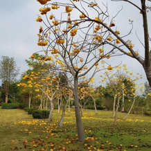 Suan Phueng Pa Wai Resort, 农潘占 — 照片 5