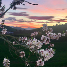 Finca Las Campanas II, Antequera — photo 4