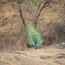 The Postcard Gir Wildlife Sanctuary, 桑德贝达 — 照片 4