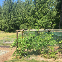 Ashling Cottage, Qualicum — photo 5