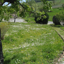 Agriturismo il Buonvicino, 卡西内 — 照片 5