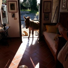 Bed and Breakfast da Lucia, 乌齐尼 — 照片 4
