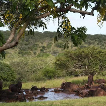 Zebra Hills Big 5 Game Reserve, 姆库泽 — 照片 5