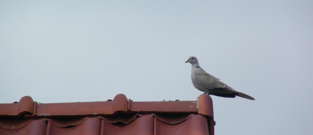 Fleur de Ciel, Loos-en-Gohelle — photo 1
