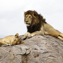 Kichuguu camp, Tarangire National Park — photo 4