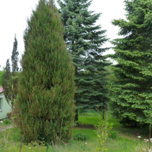 Bungalow Am Kustrinsee Bei Lychen, 利兴 — 照片 4