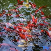 Youtangu Holiday Hotel (Huangshan Huizhou), 黄山 — 照片 3