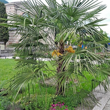 B&B Villa Rosella Appartamento Completo Di Camera Matrimoniale E 2 Letti Singoli, Виллануова-суль-Клизи — фото 4