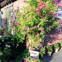 Rosehips at Kerensa, Naburn, 纳本 — 照片 2