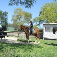Cavallo DI Fiori - Agriscuderia, Nepi — photo 4