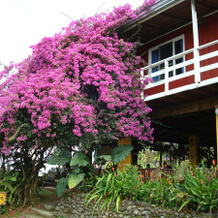 Turrialtico Lodge, 图里亚尔瓦 — 照片 3