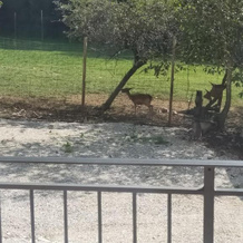 Alloggio e agriturismo De POANUTE, 法埃迪斯 — 照片 5