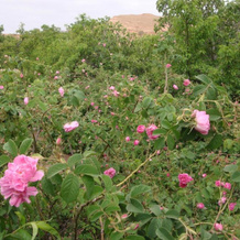 Gîte d'étape Tamaloute, Bou Drarar — photo 4
