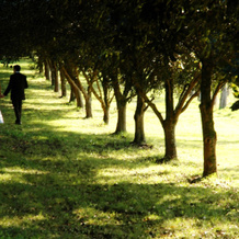 Summerhills Retreat Byron Bay, 宾纳布拉 — 照片 3