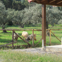 Holiday home Stella di Sicilia, 卡罗尼亚 — 照片 2