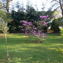 Les Magnolias, 沃-勒-佩尼 — 照片 4