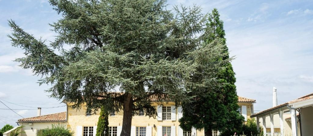 Château Haut-Brisson, Vignonet — photo 1
