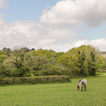 Higher Whiddon Farm Whiddon Well, 阿什伯顿 — 照片 5