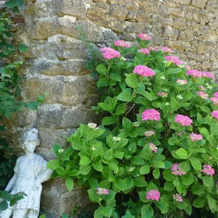La Maurine B&B, Рен-ле-Шато — фото 5