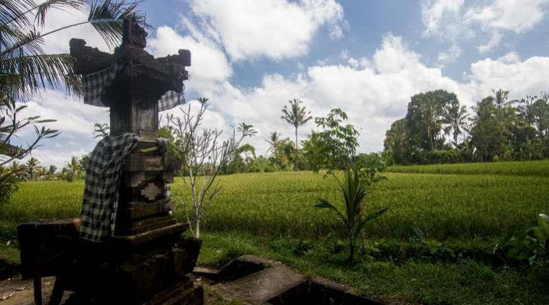 Step Ubud Hotel Mountain View, Букиан — фото 1