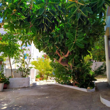 Almond Trees House, Аморгос — фото 4