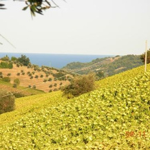 Casale del Levriero - Appartamenti in Country House, 马西尼亚诺 — 照片 4
