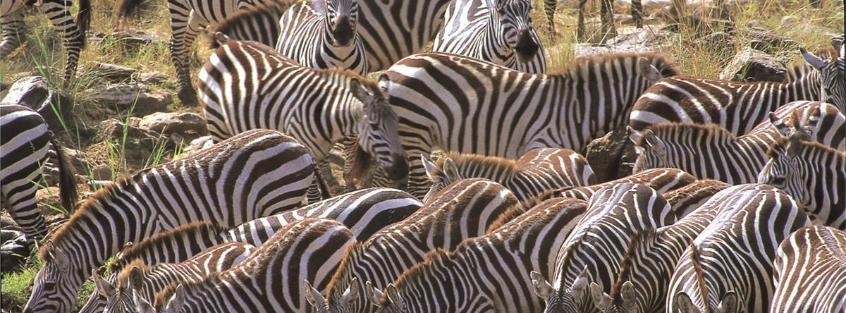 Kenya Safari – Kenya Classic Keekorok (6 Nights), Nairobi — photo 1