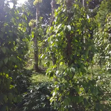 Coffee And Pepper, Vandanmedu — photo 2