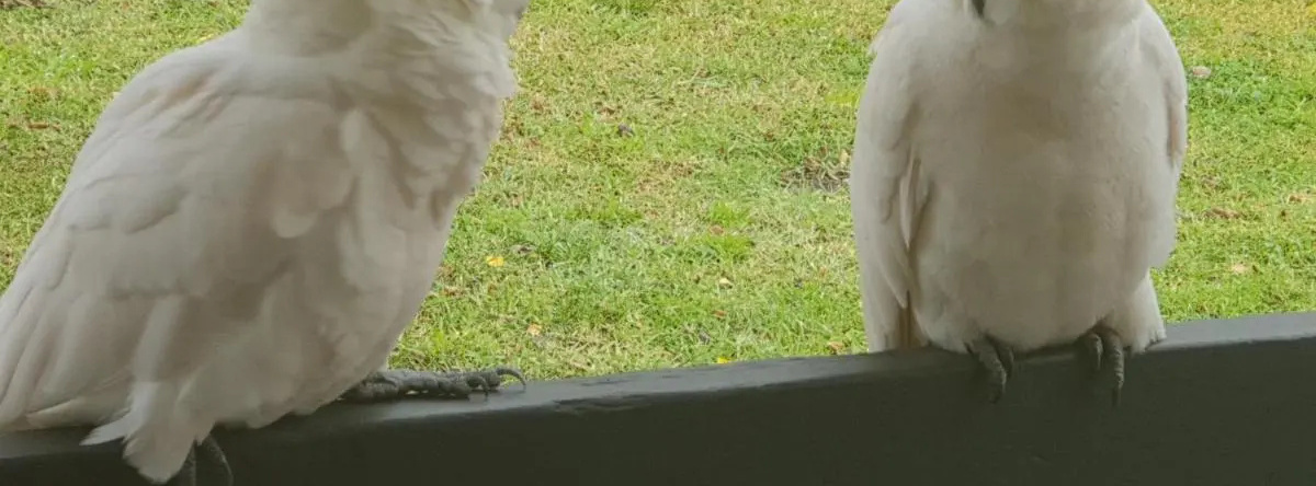 Ronelle Cottage, Moss Vale — photo 1
