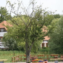 Villa Harmonie, Гёрен-Леббин — фото 5