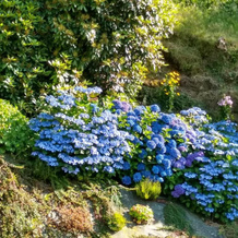 Les Hortensias, Roz-sur-Couesnon — photo 3