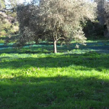 Ulicetu, Pietracorbara — photo 4