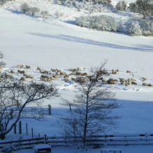 The Red Lion Country Inn, 普雷斯顿 — 照片 4