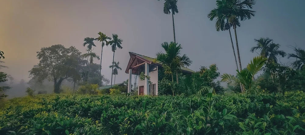 Rain Forest Vibe Sinharaja, Poddana — photo 1