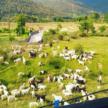 Himalayan Retreat, Palampur — photo 2