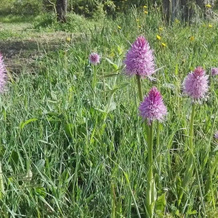 Fattoria Sociale Il Giardino dei Ciliegi, 蒙特米特罗 — 照片 4