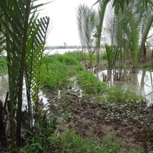 Hong thai River side homestay, Chau Thanh — photo 3
