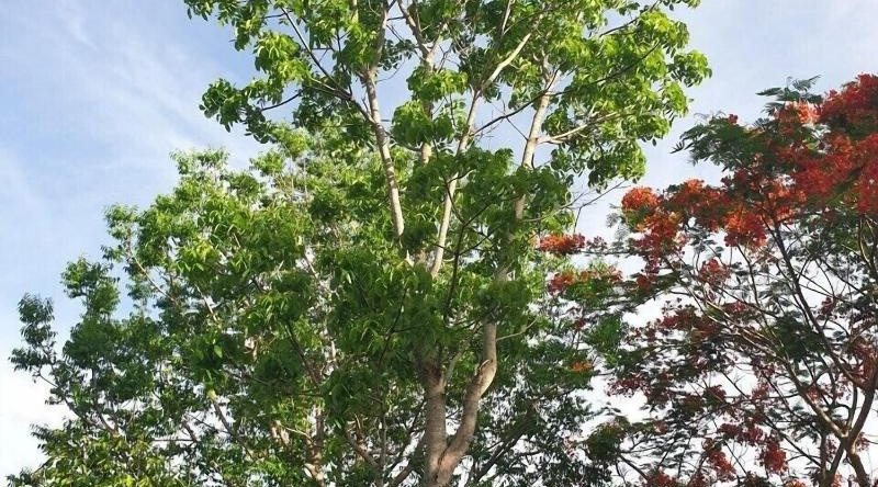 Suan Phueng Pa Wai Resort, 农潘占 — 照片 1
