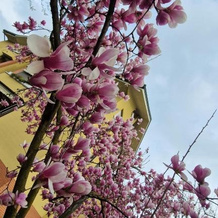 B&B- La Casa Blu-Forum Assago,Humanitas,Milanofiori, 罗扎诺 — 照片 5