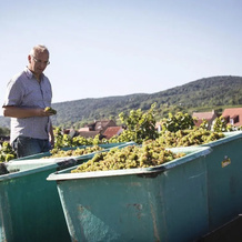 Weingut & Landhotel Lucashof, 巴特迪克海姆 — 照片 3
