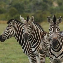 Idube Game Reserve, Kruger National Park — photo 3