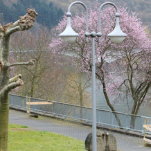 Haus Brandenburg an der Mosel, 采尔（摩泽尔） — 照片 5